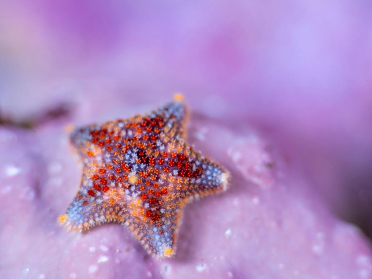 Cushion star on a pink background