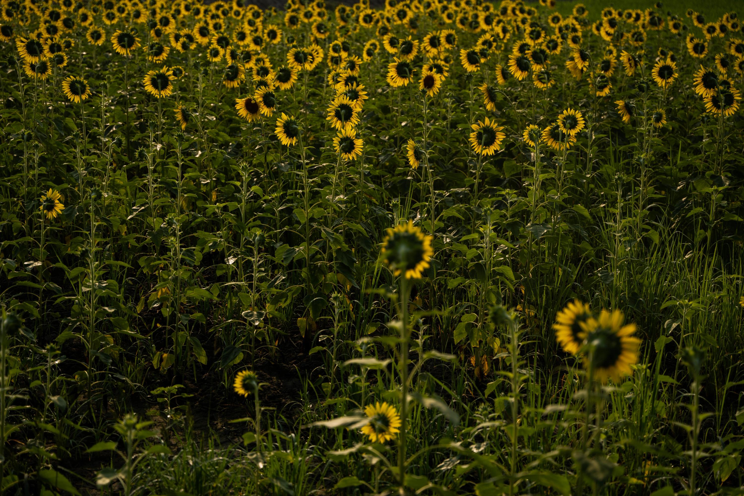 Sunflower plantation