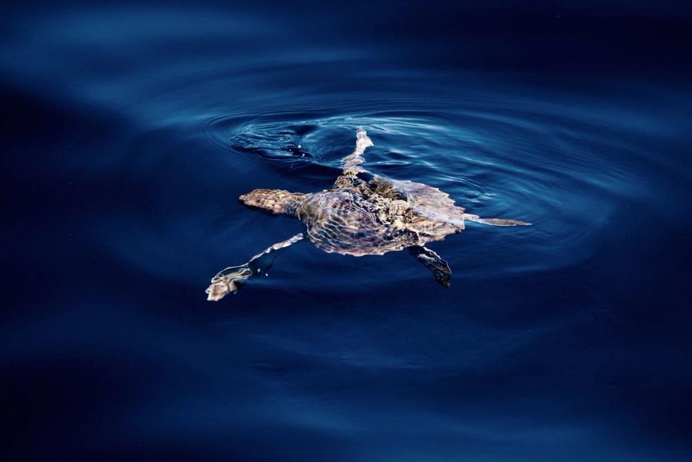 Sea turtle swimming at the surface in blue water