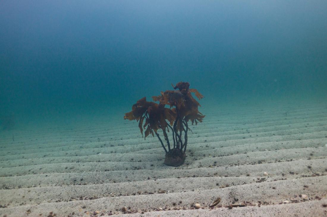 Lonely bunch of kelp on a deserted seabed