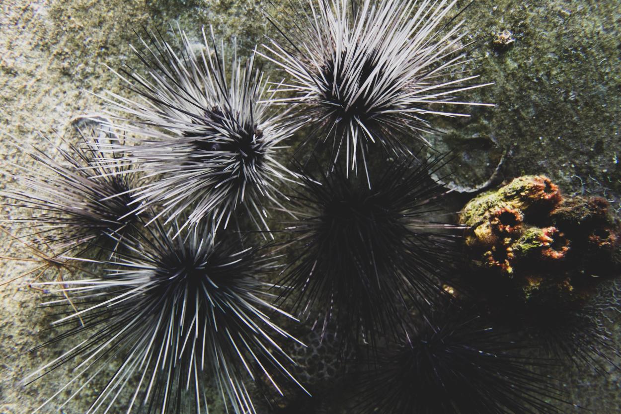 Close-up of sea urchins