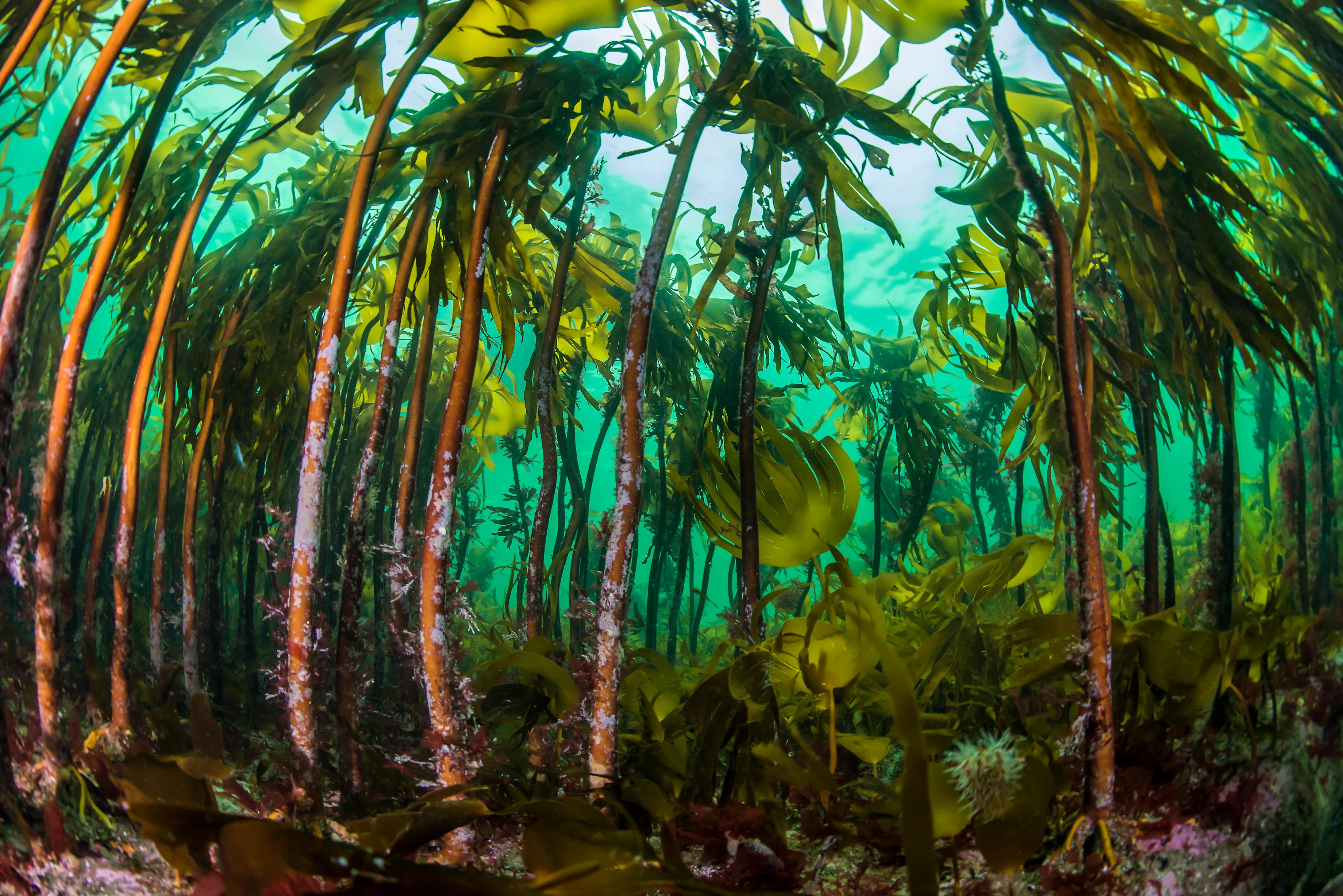 Kelp forest