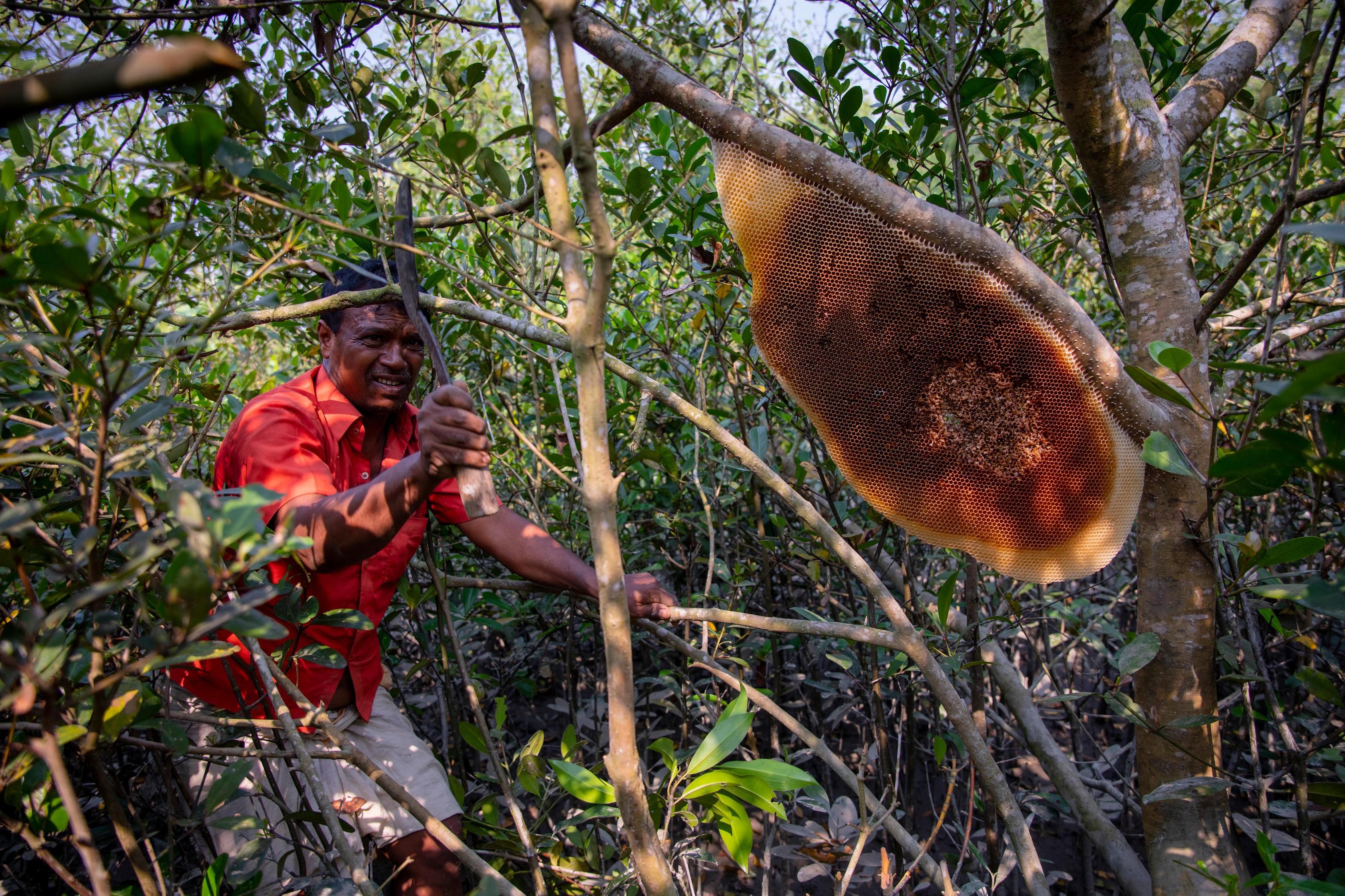 A beehive loaded with honey in the Sundarbans