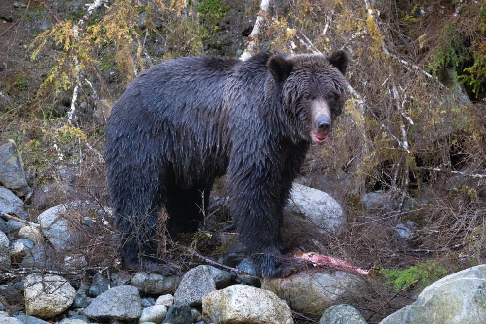 Grizzly bear eating salmon.