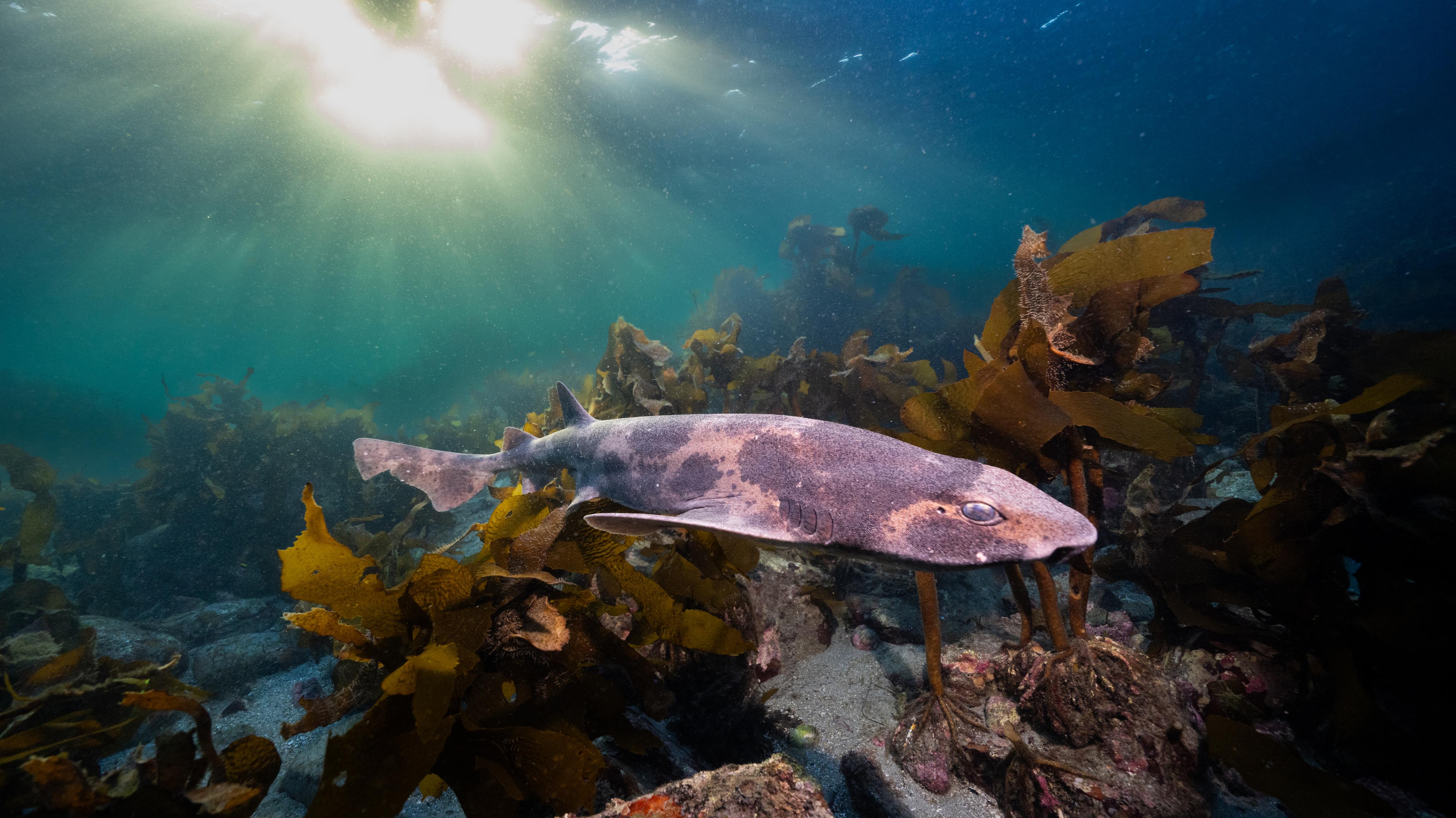 A shark among kelps