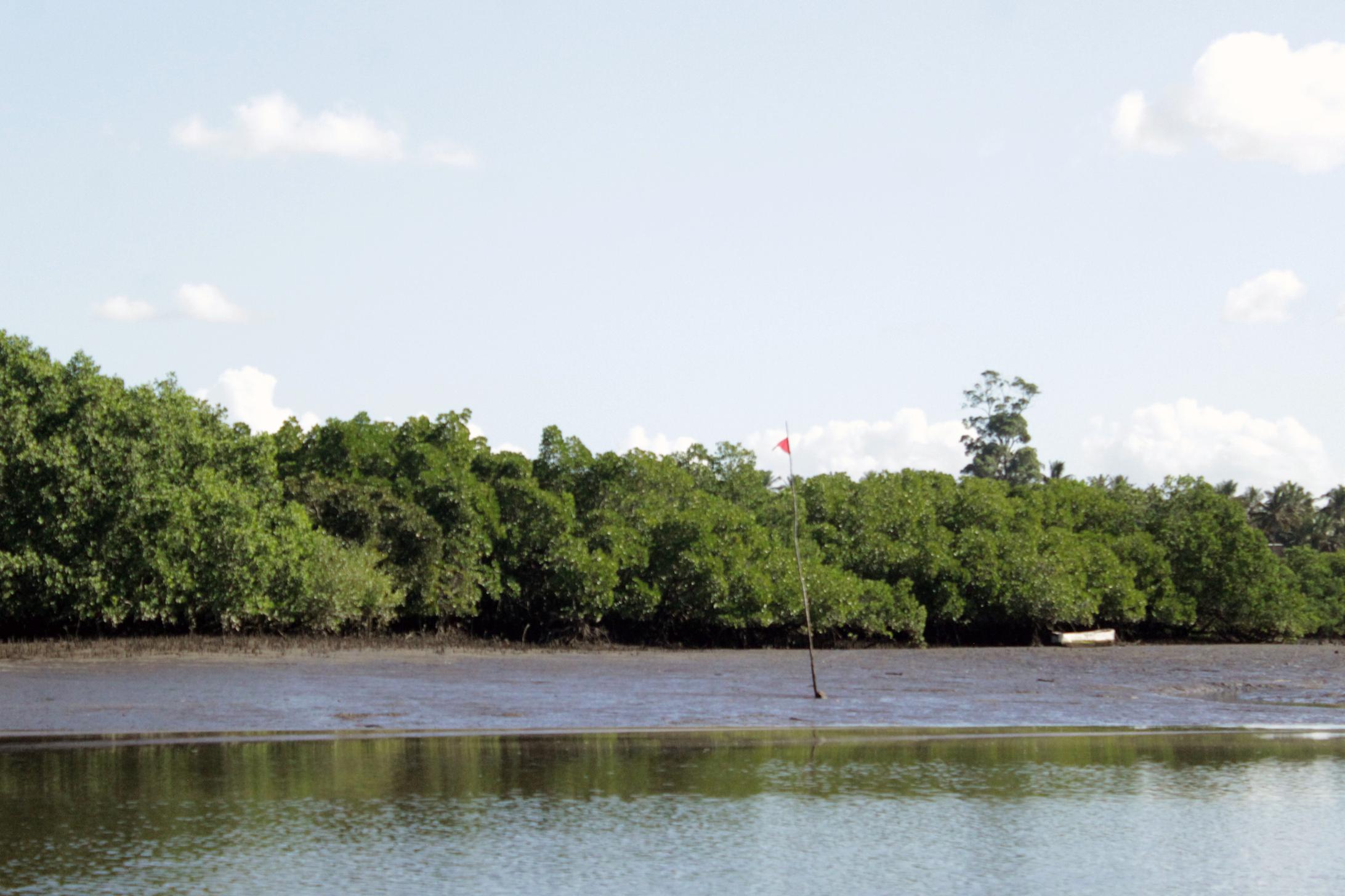 Red flag in mangrove area