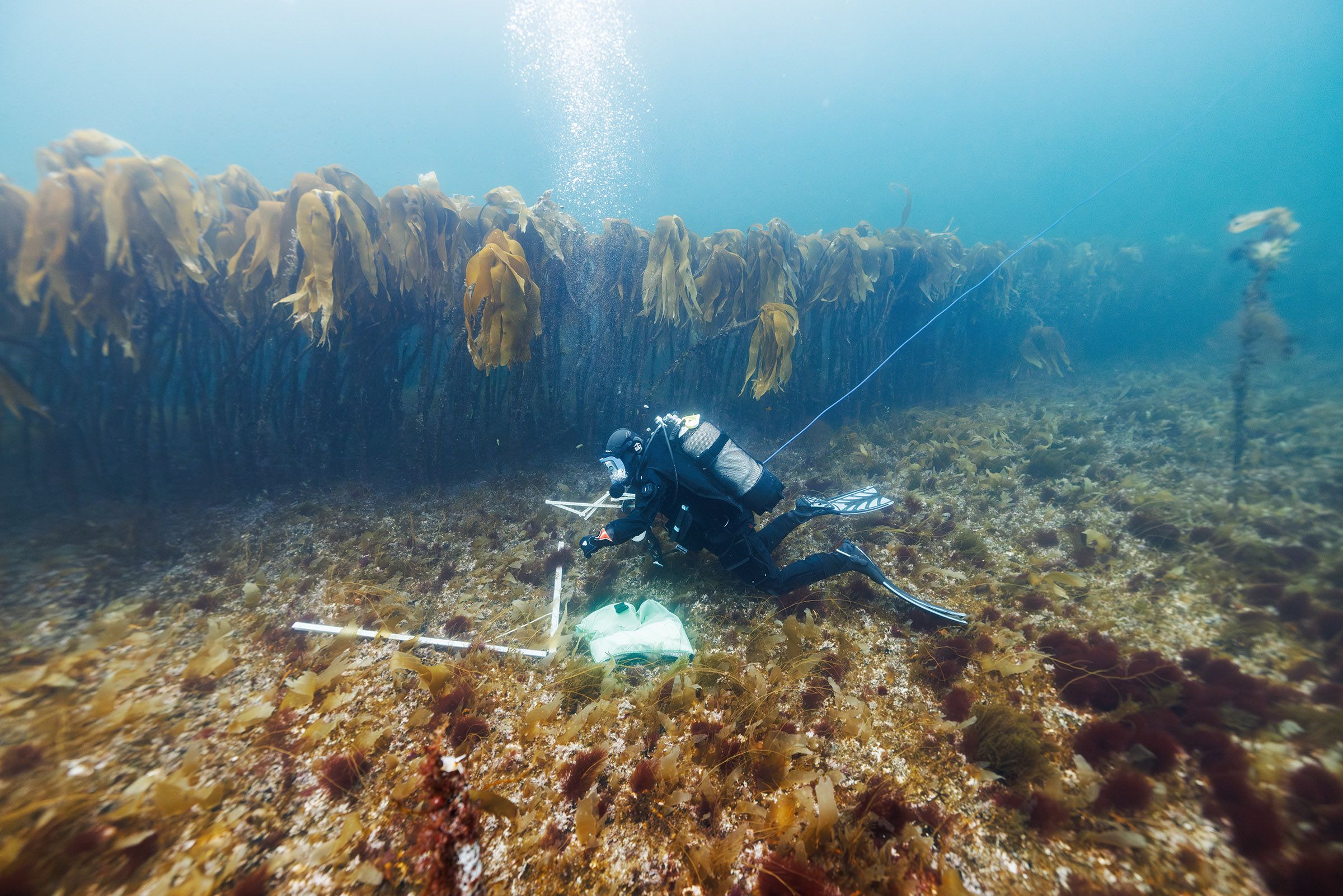A marine scientist investigates the effect of a newly kelp trawled track.
