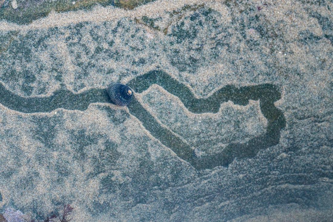 Sea snail and its trail in a rockpool