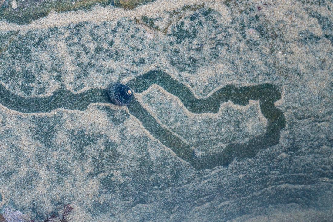 Sea snail and its trail in a rockpool