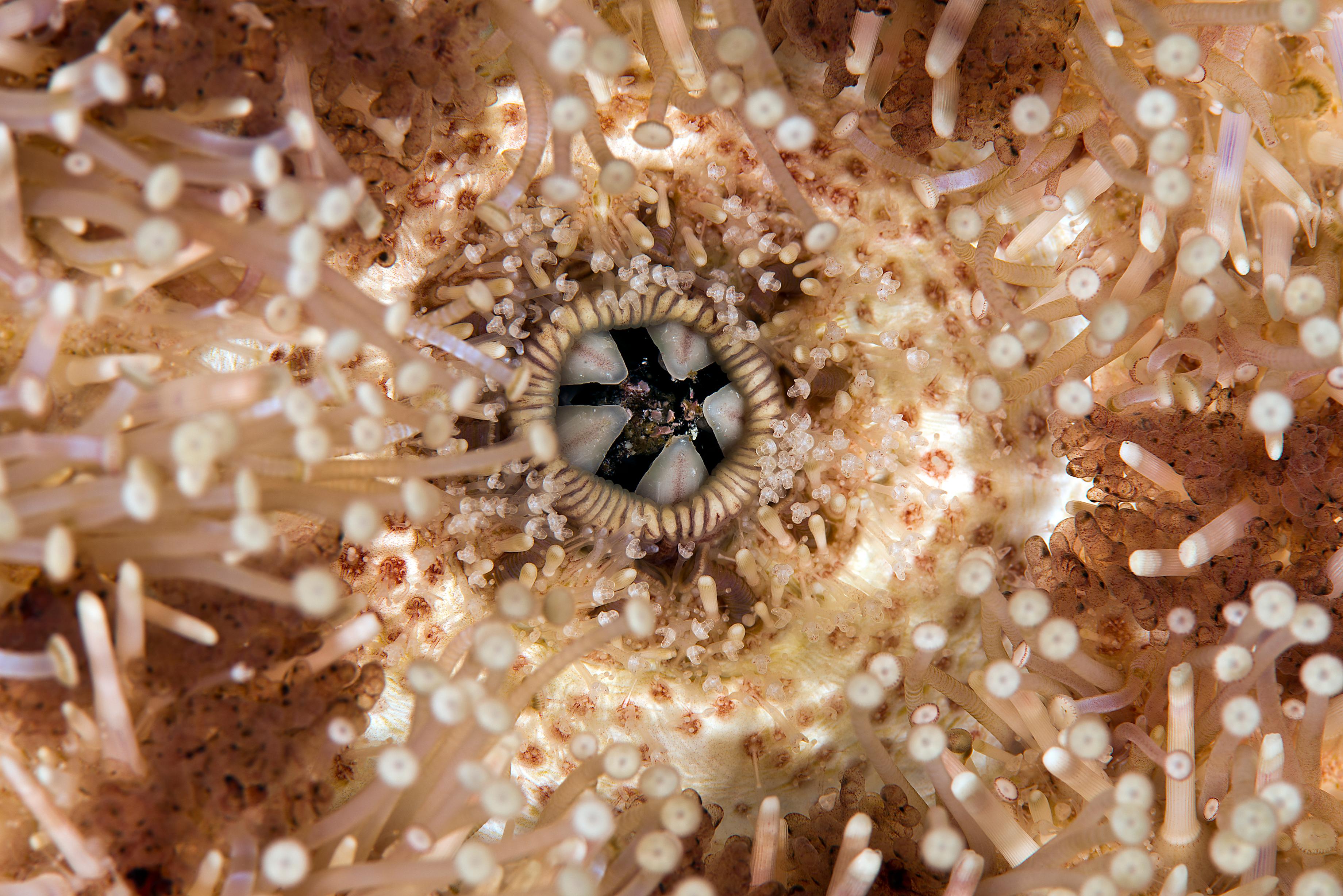 Close up of urchin jaws