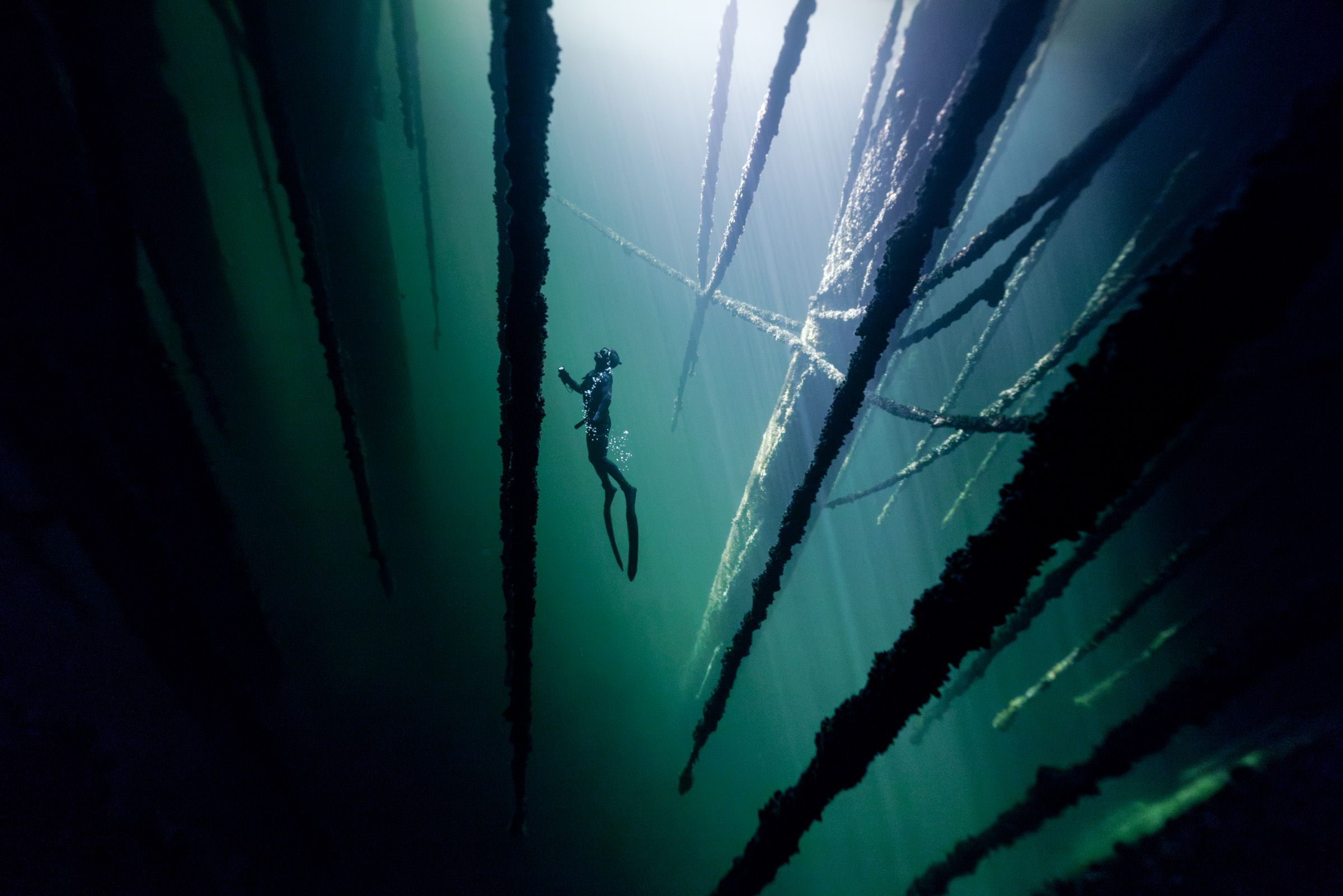 A freediver explores the underwater world of mussel ropes in a dirty fjord