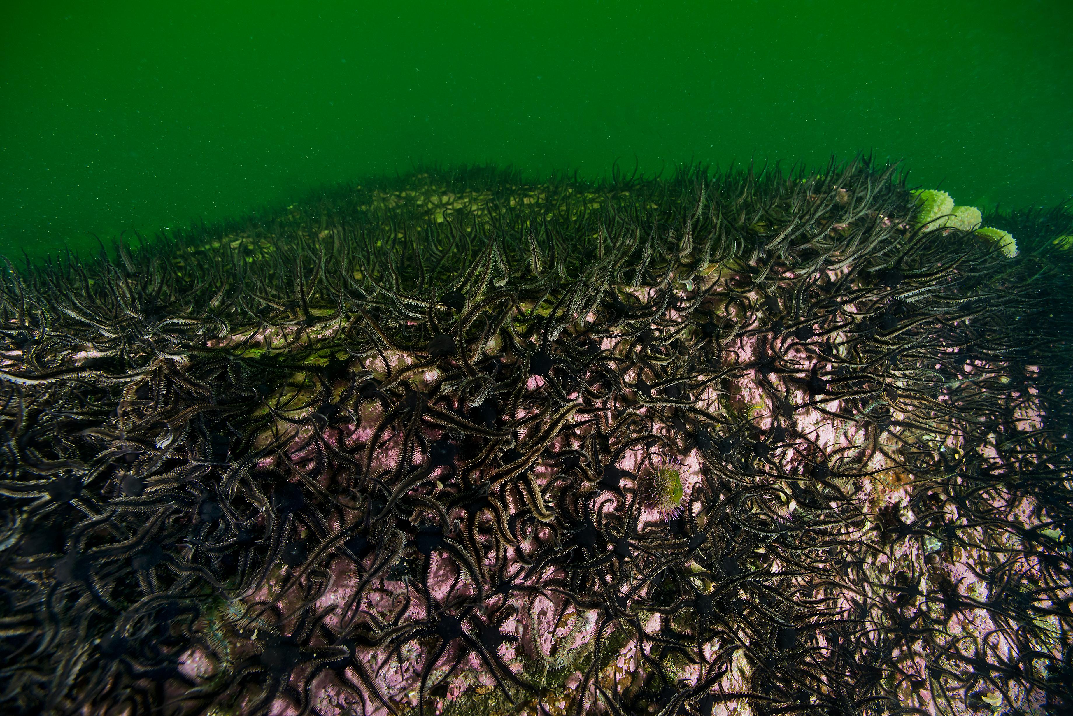 Ophiocomina nigra 14-09-2013_8