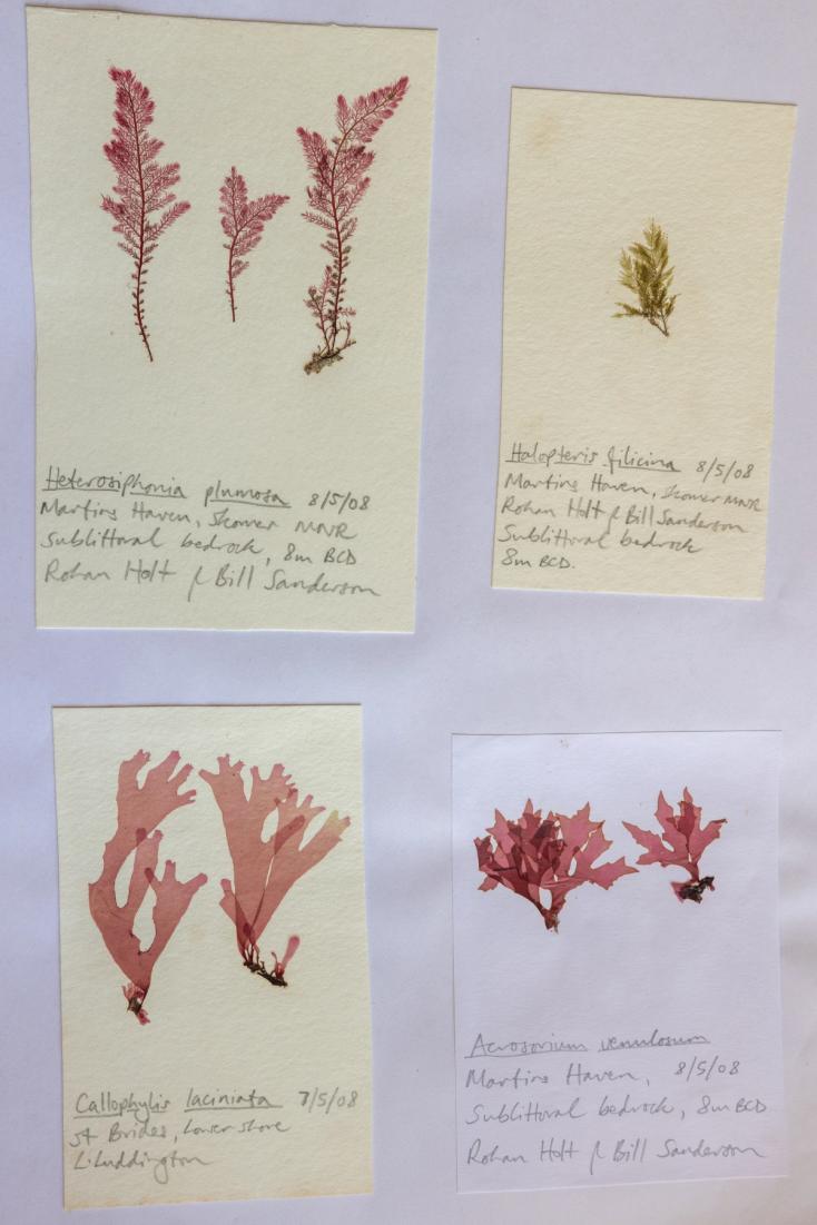 Pressed red seaweeds for herbarium