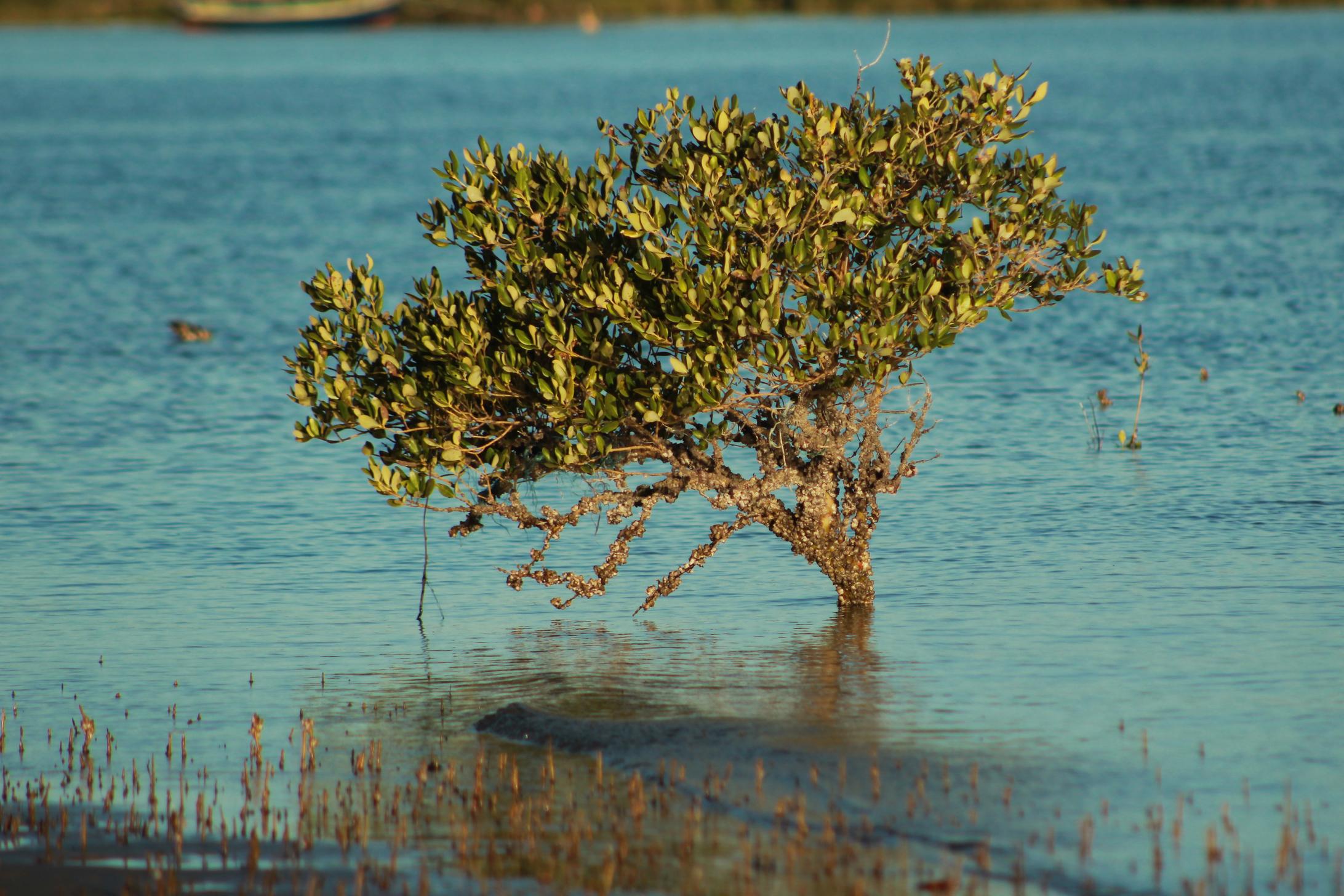 A juvenile mangrove plant sticking out of the water