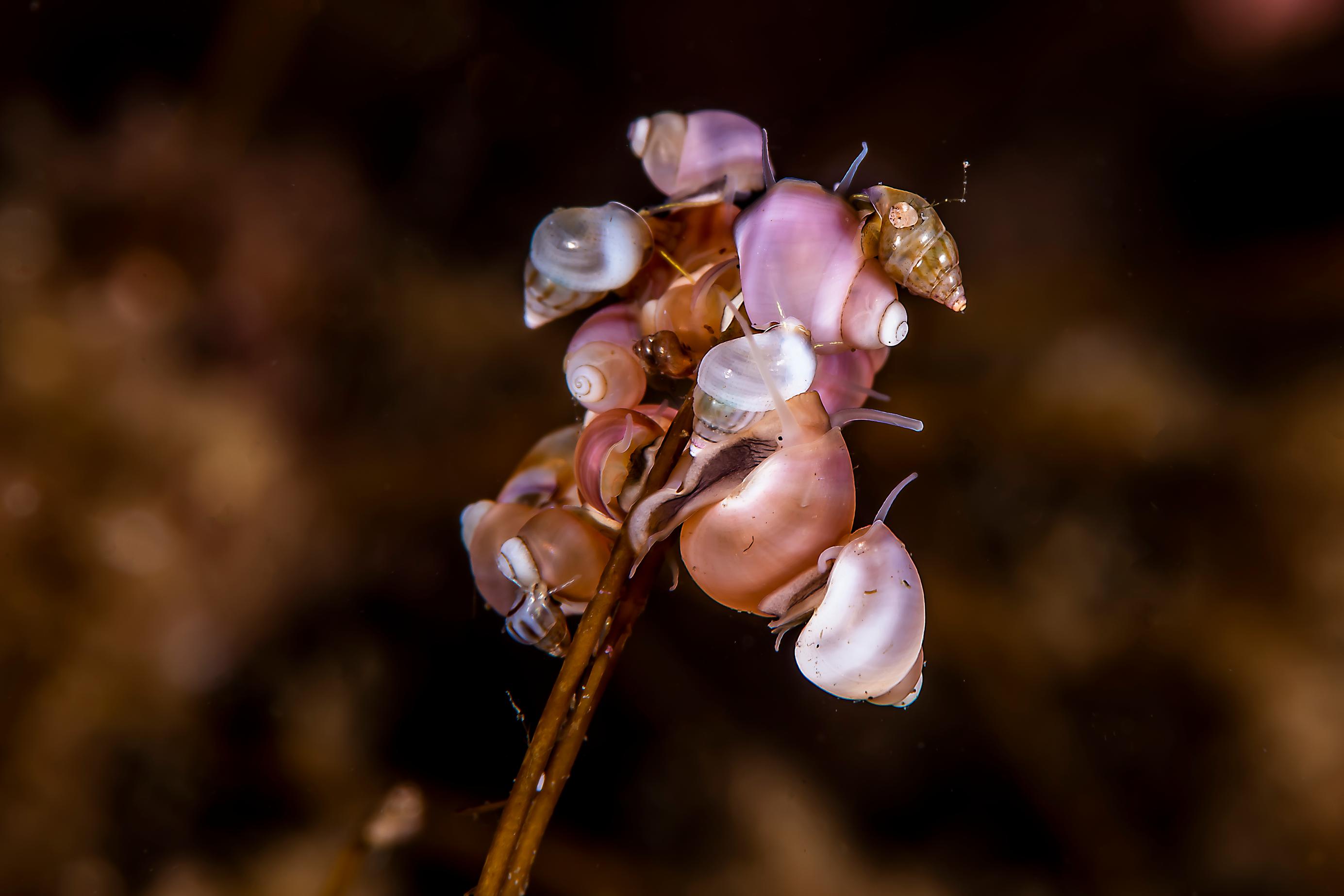 Snails consuming kelp