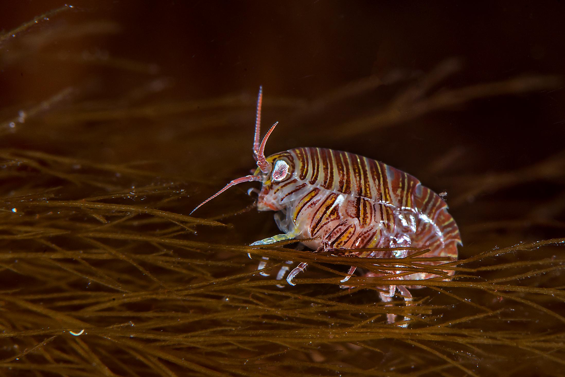 Amphipod in kelp forest