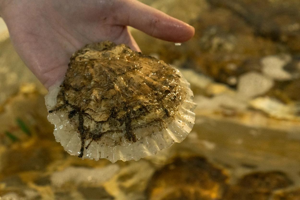 A healthy, hatchery reared adult flat oyster at TORC.