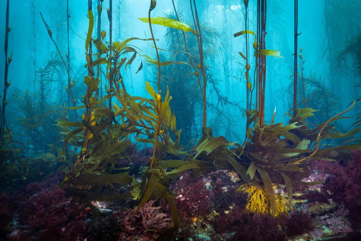 Giant kelp forest