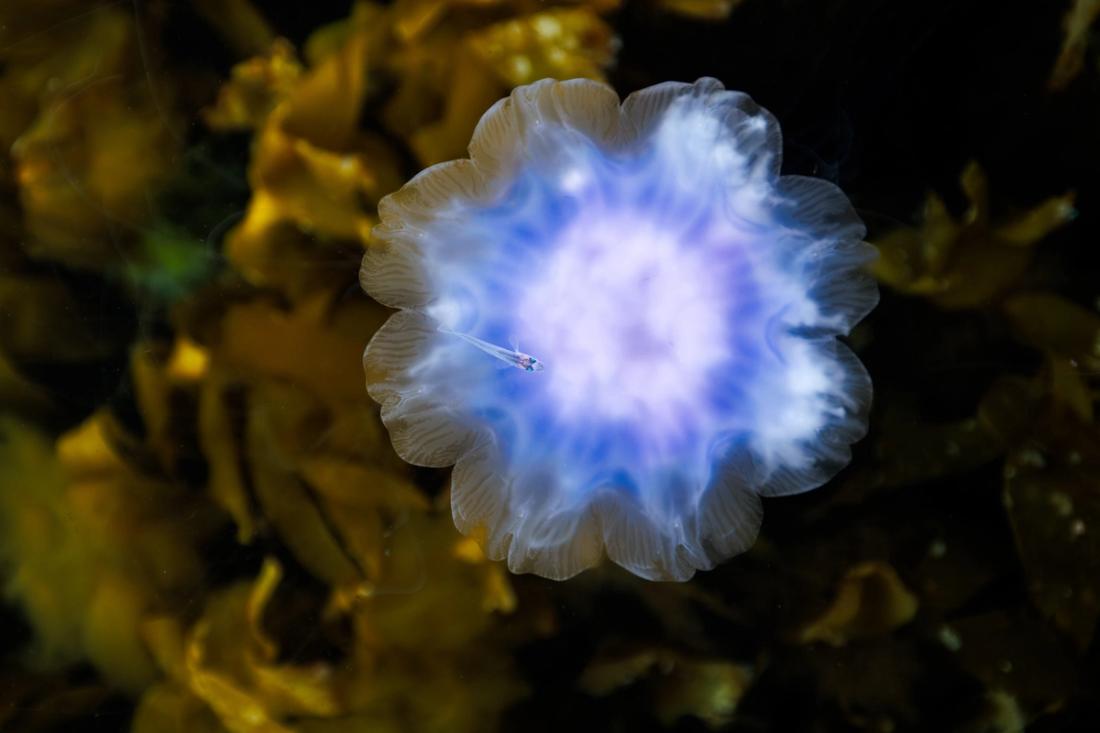 A fish and a jellyfish