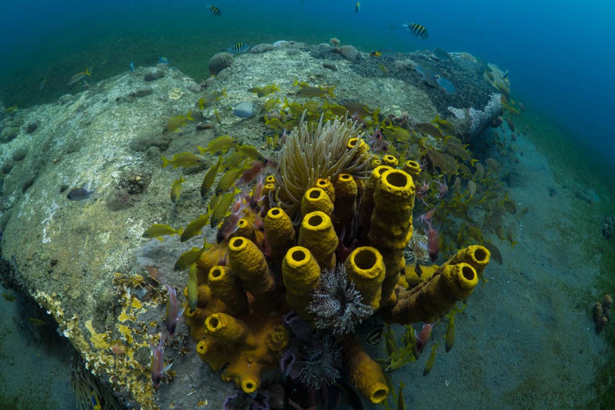 Close-up of marine life around tail fin of underwater mermaid sculpture