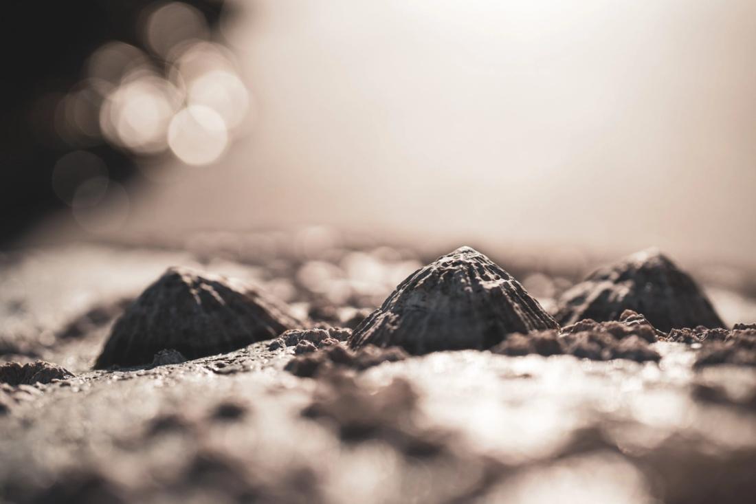 Limpets on the rocky shore