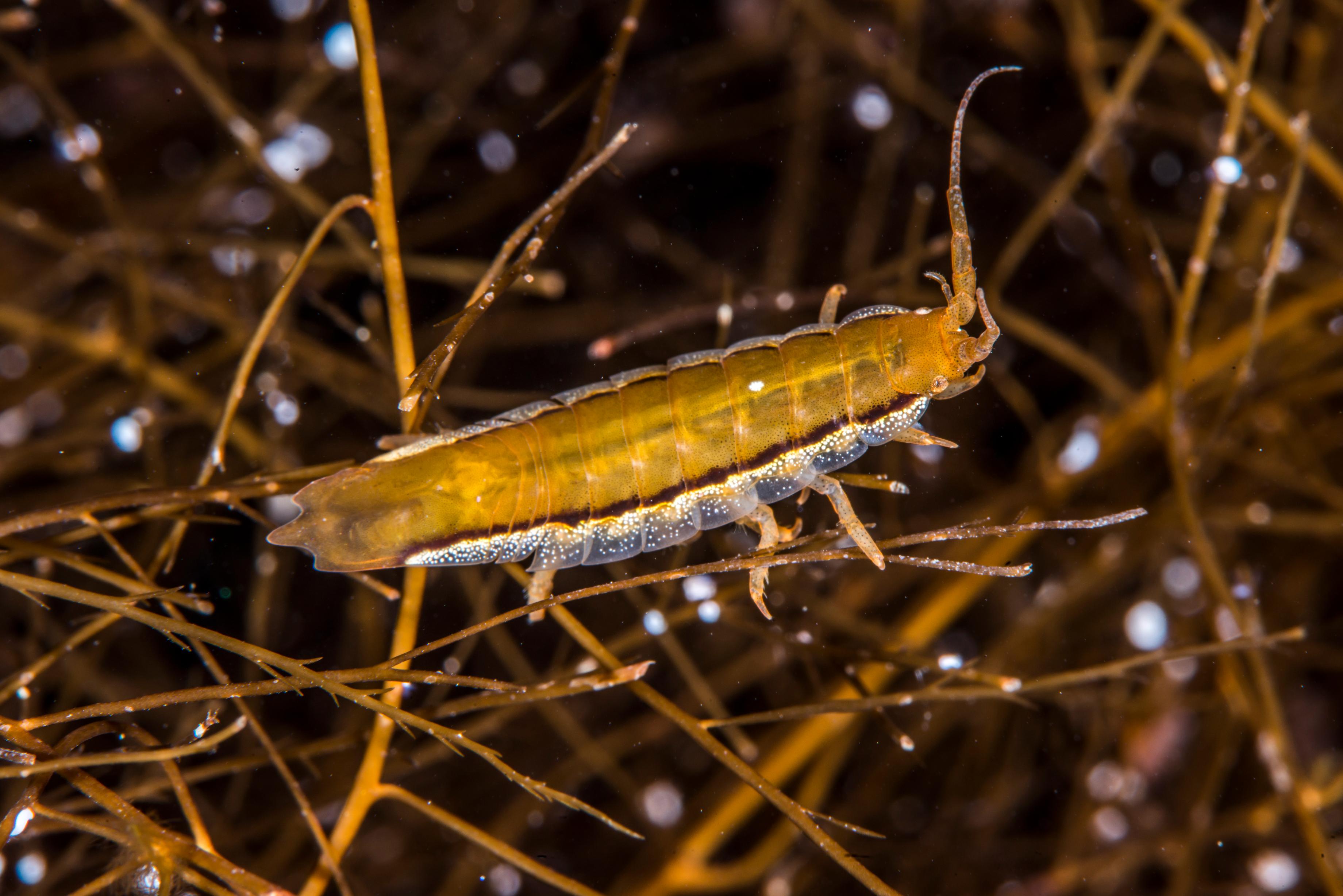 Isopod in kelp forest