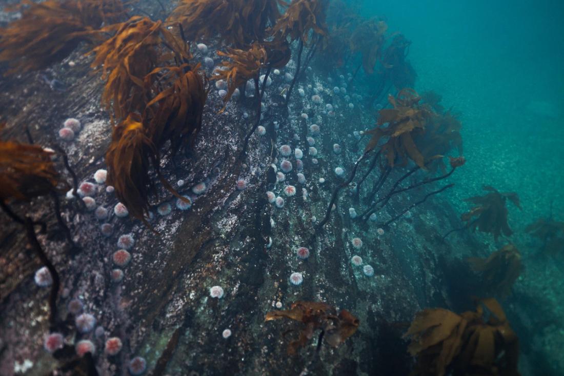 Sea urchins on a seabed