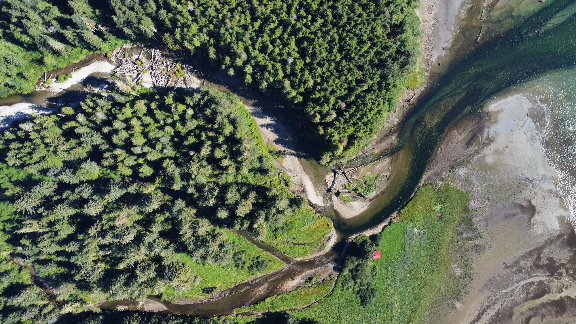 Aerial view of forest and Hada river tributaries