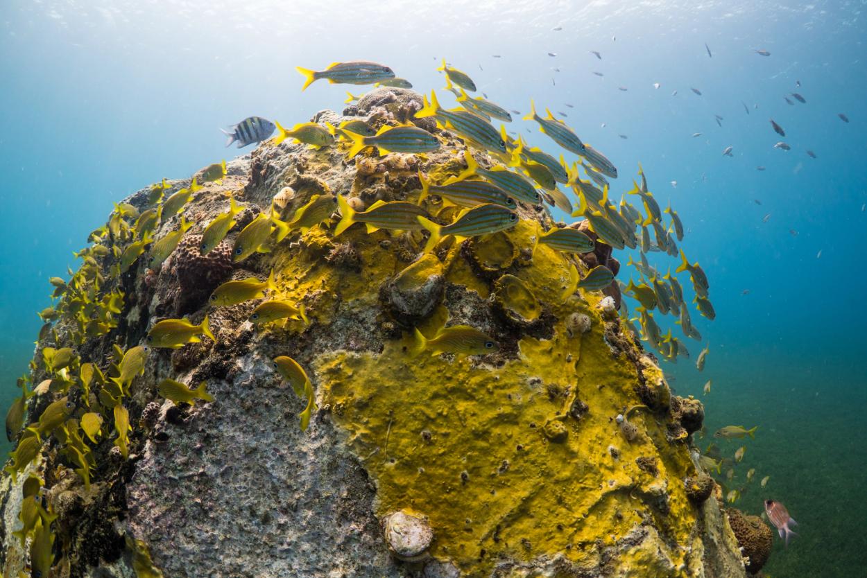A shoal of fishes hang around the sculpture.