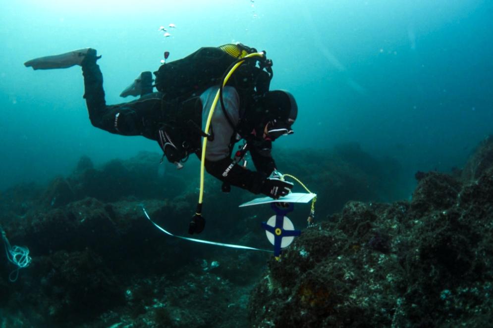 Scuba diver from SeaForester monitoring kelp