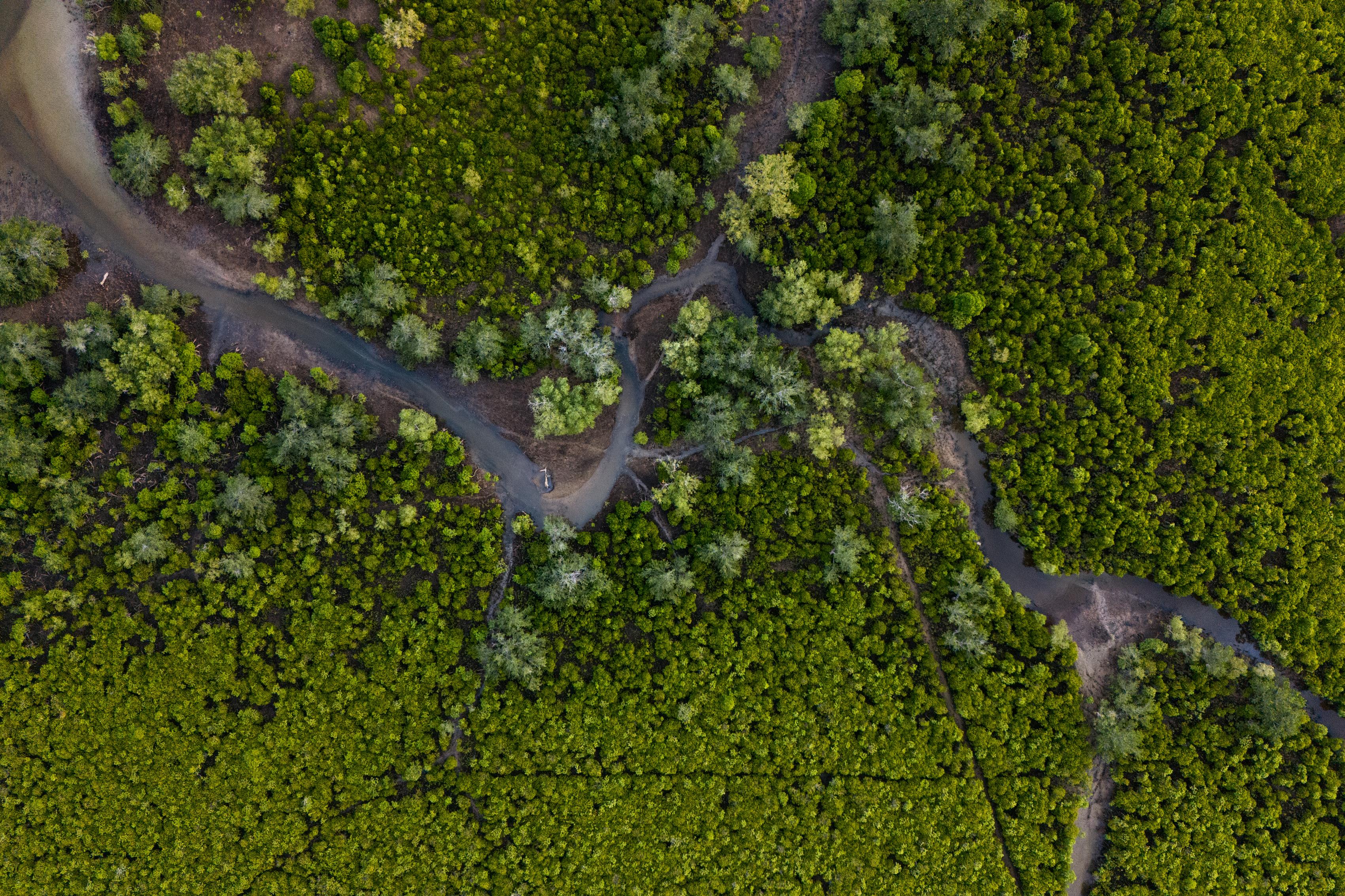 Along tropical and sub-tropical coasts mangroves replace salt marshes and are dominated by trees rather than low growing plants. Mangroves thrive in salty waters where the land meets the sea and are one of the most biodiverse habitats on the planet. Photo: Danel Wentzel
