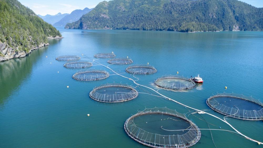 Open net salmon farm in fjord landscape