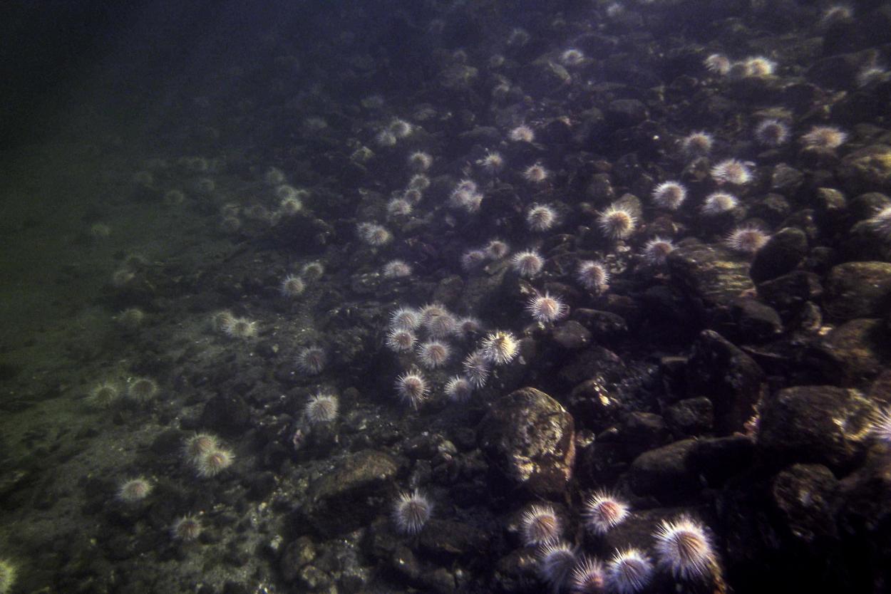 White urchins on seabed