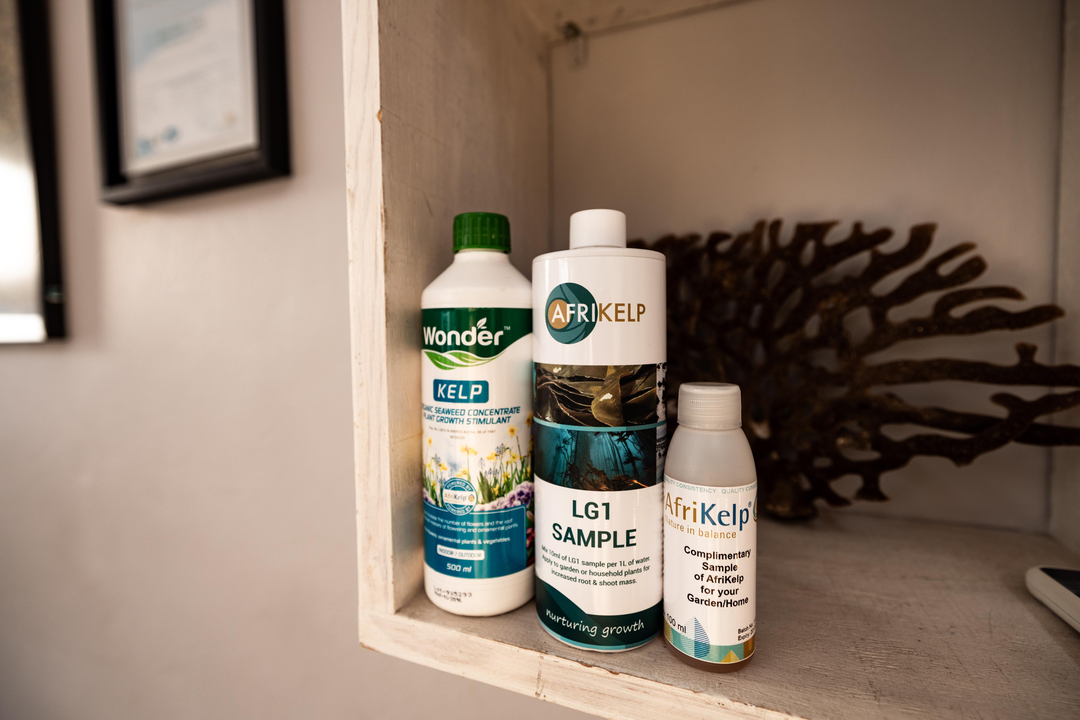 harvested kelp is destined for Afrikelp, a company that transforms this marine marvel into biostimulants