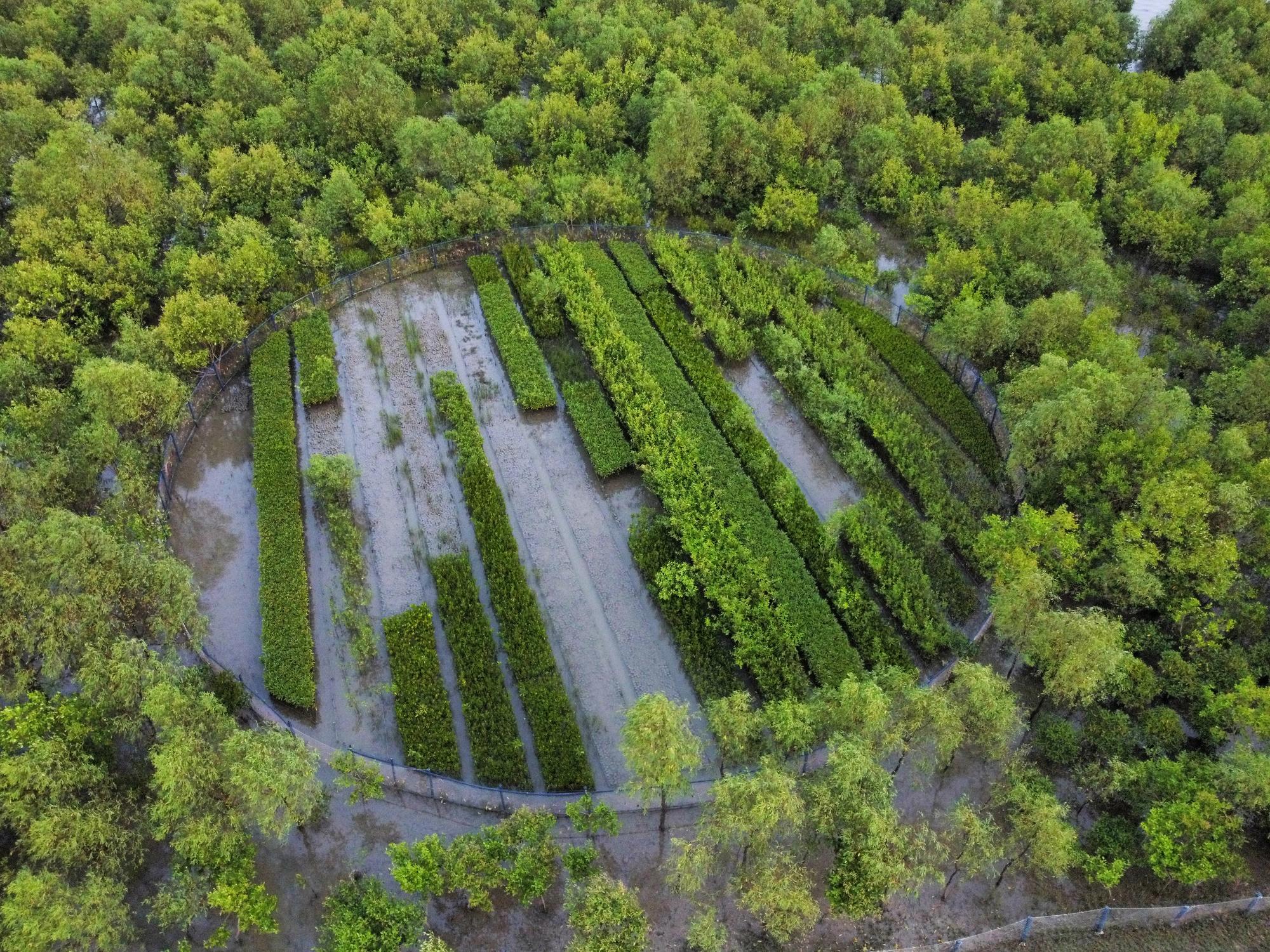A circular mangrove nursery from above