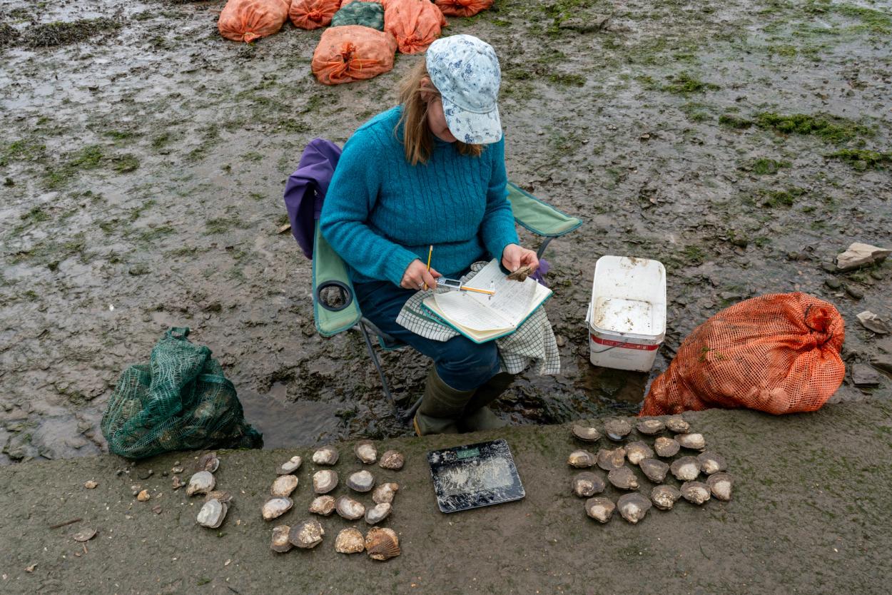 Deploying flat oysters (_Ostrea edulis_) in the Cleddau estuary.