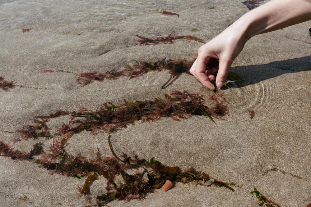 Hand picking up seaweed from a pool on a sandy beach