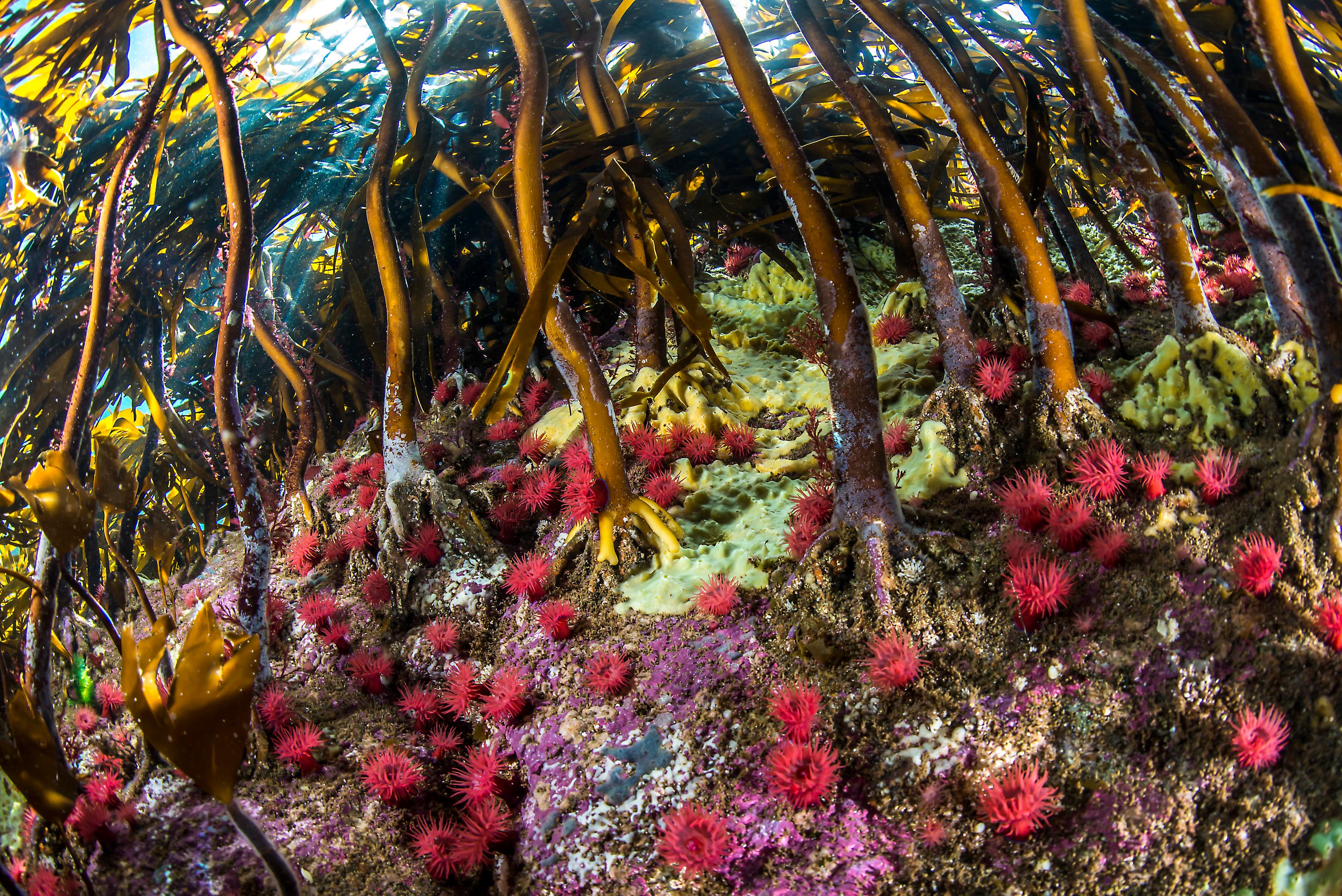 Red sea anemones and sponges growing in the understory of a healthy kelp forest.