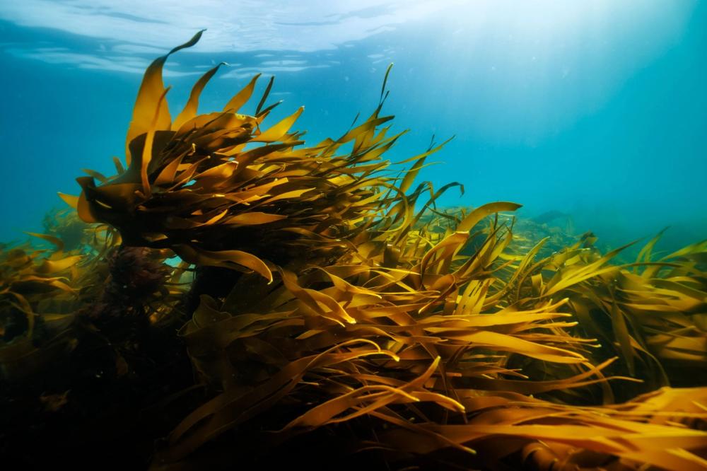 Kelp forests © Aleksander Nordahl