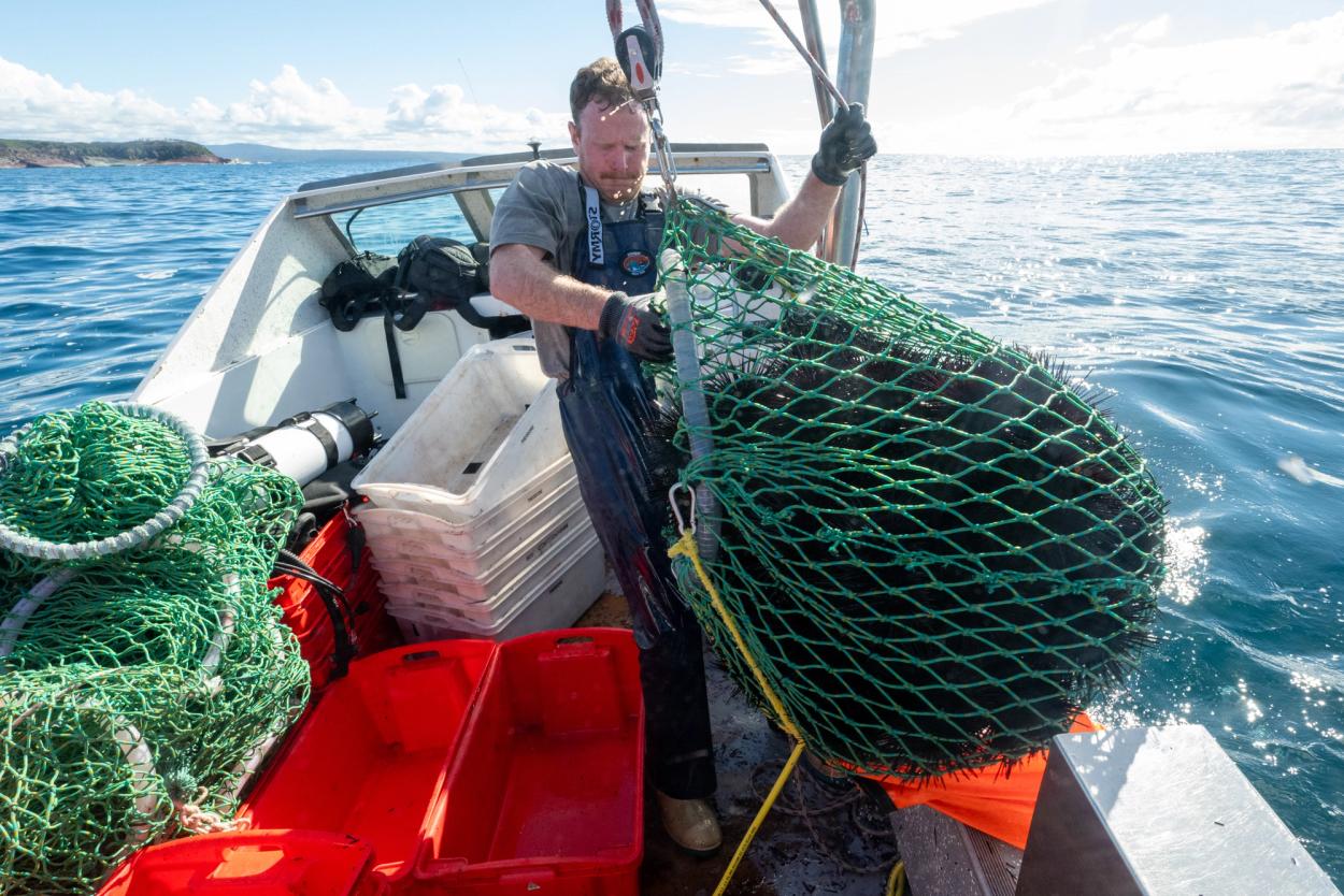 Hauling a net full of black sea urchins aboard a boat