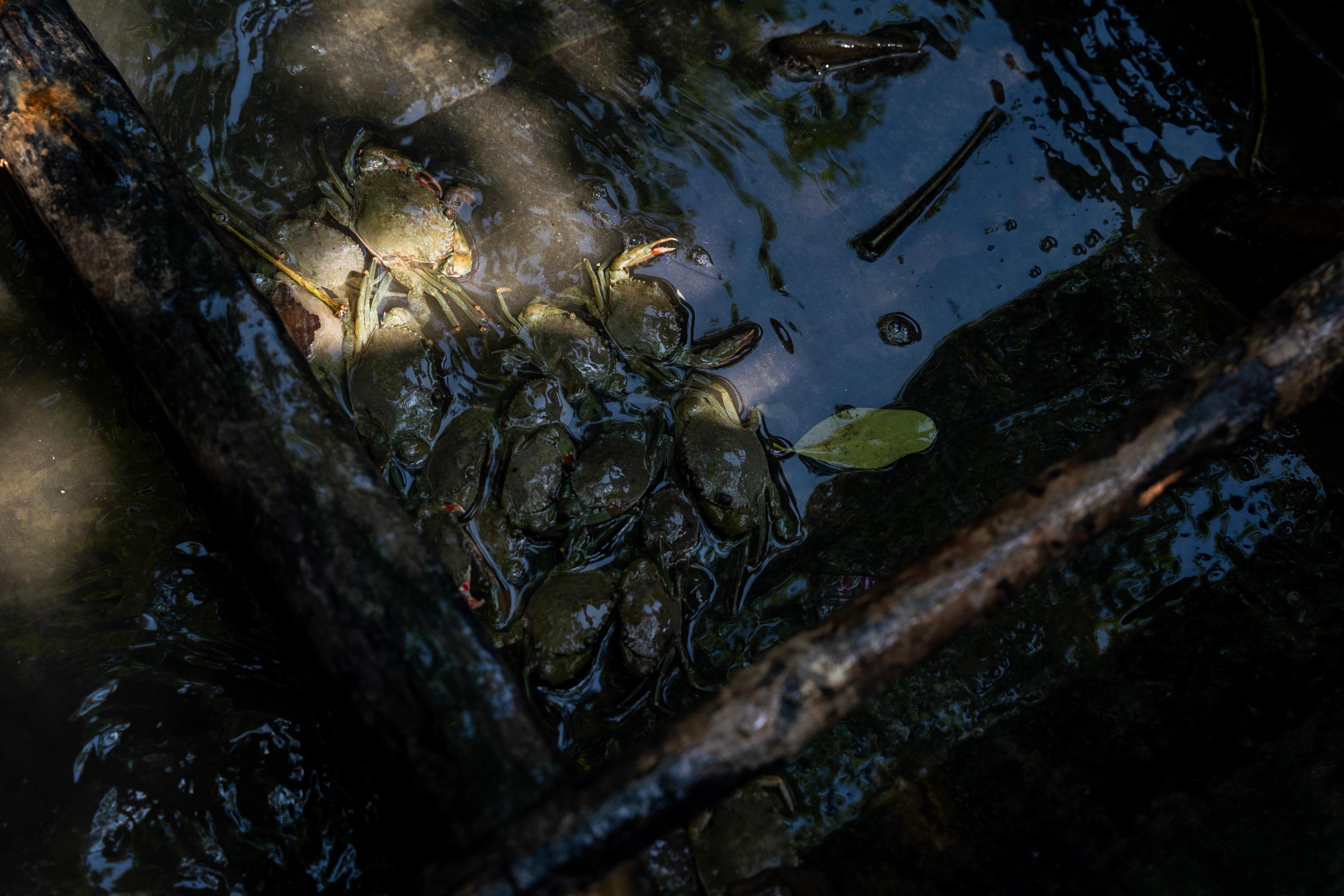 Crabs gathered at the bottom of a boat