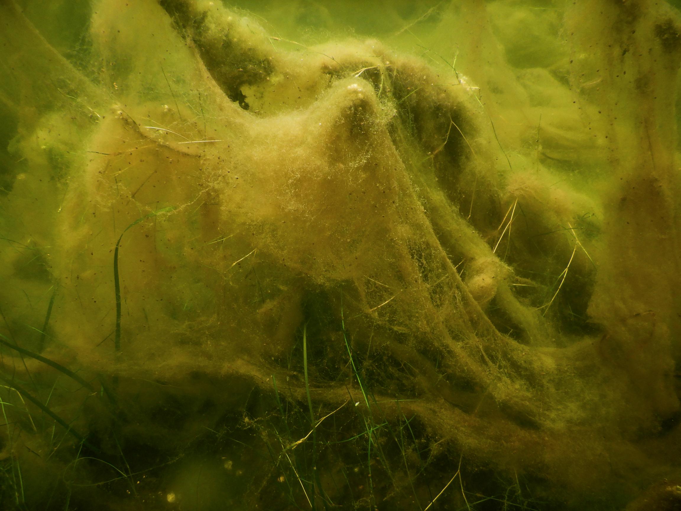 Filamentous algae