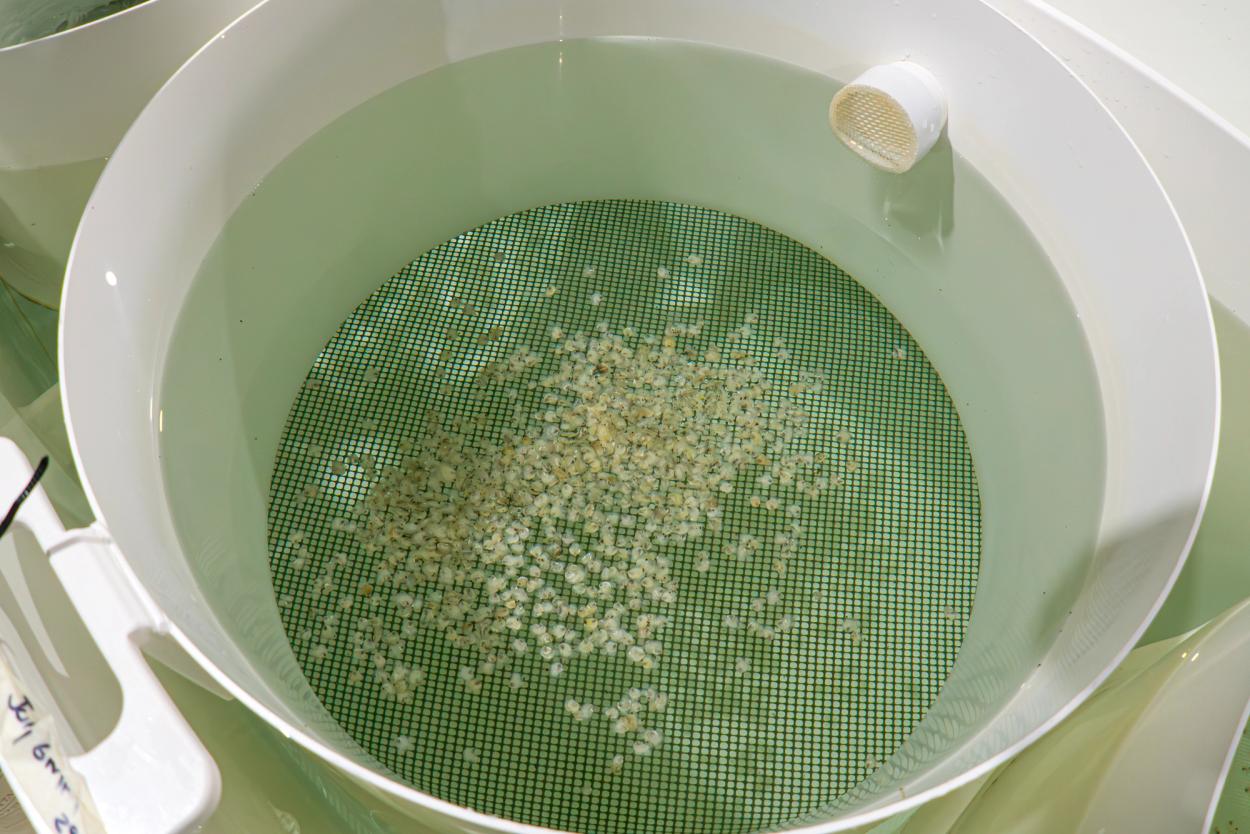 Oyster spat at 8mm size in the spat room