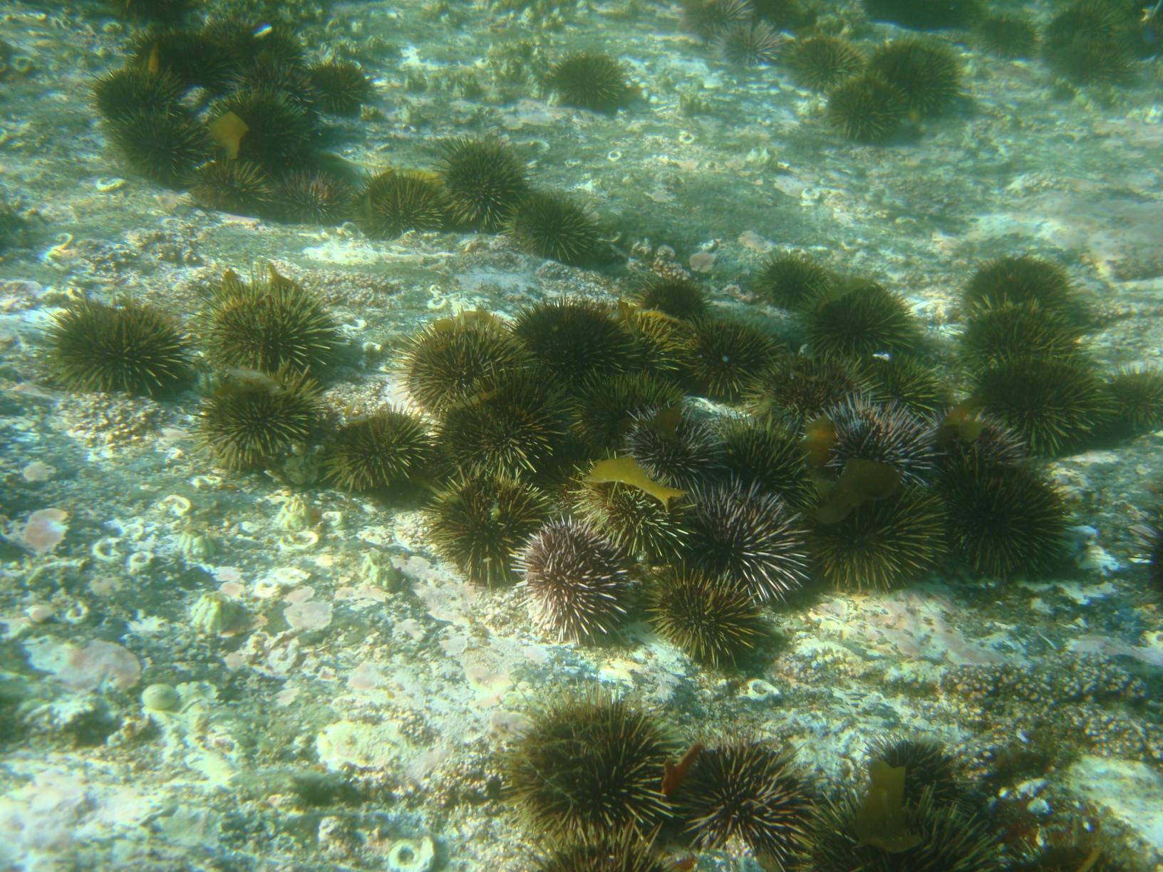 Urchins on kelp forest floor