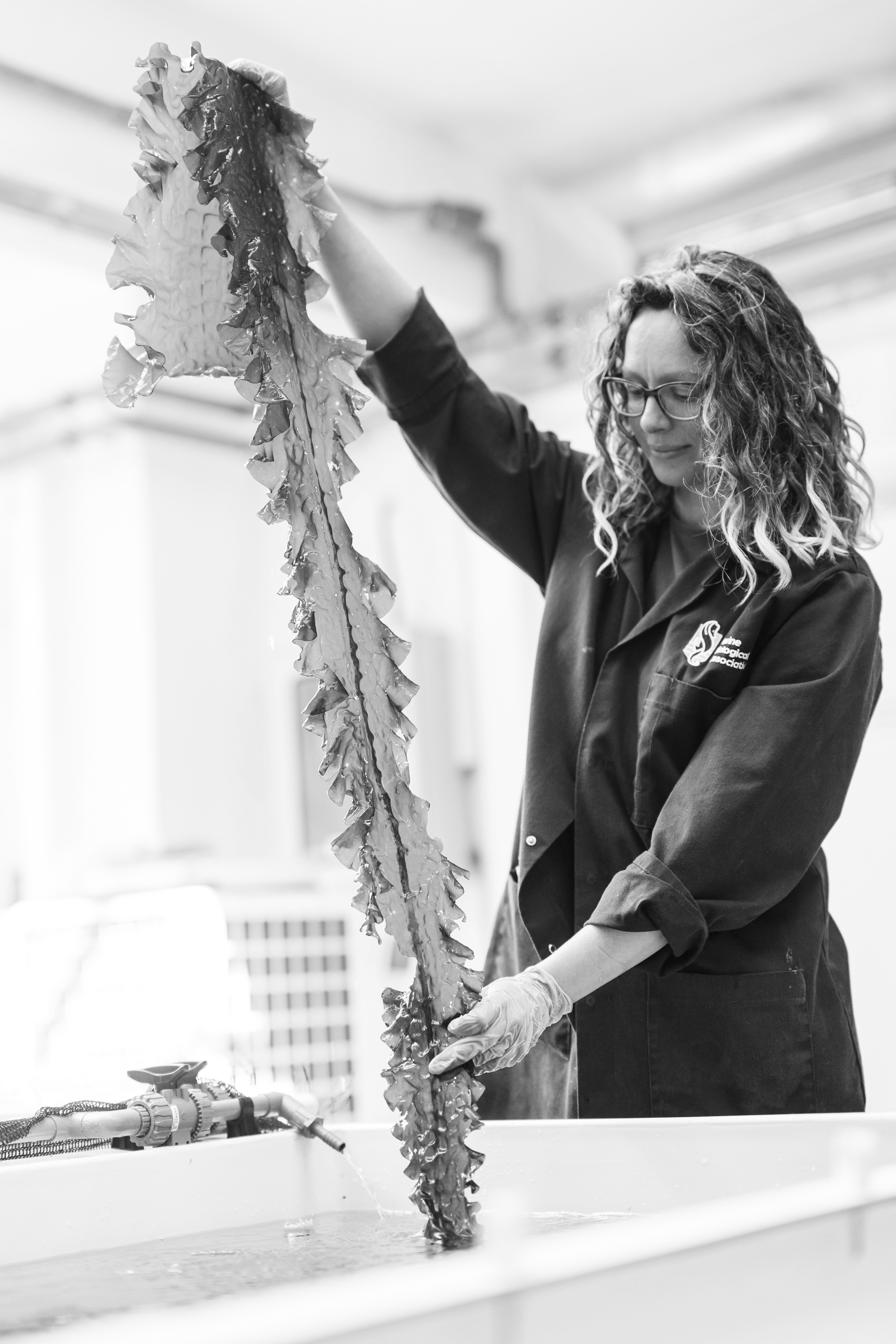 Woman in a laboratory holding up a large seaweed