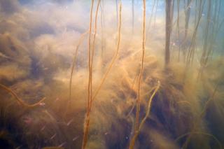 Turf, or filamentous algae