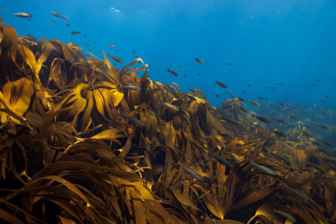 Kelp forest