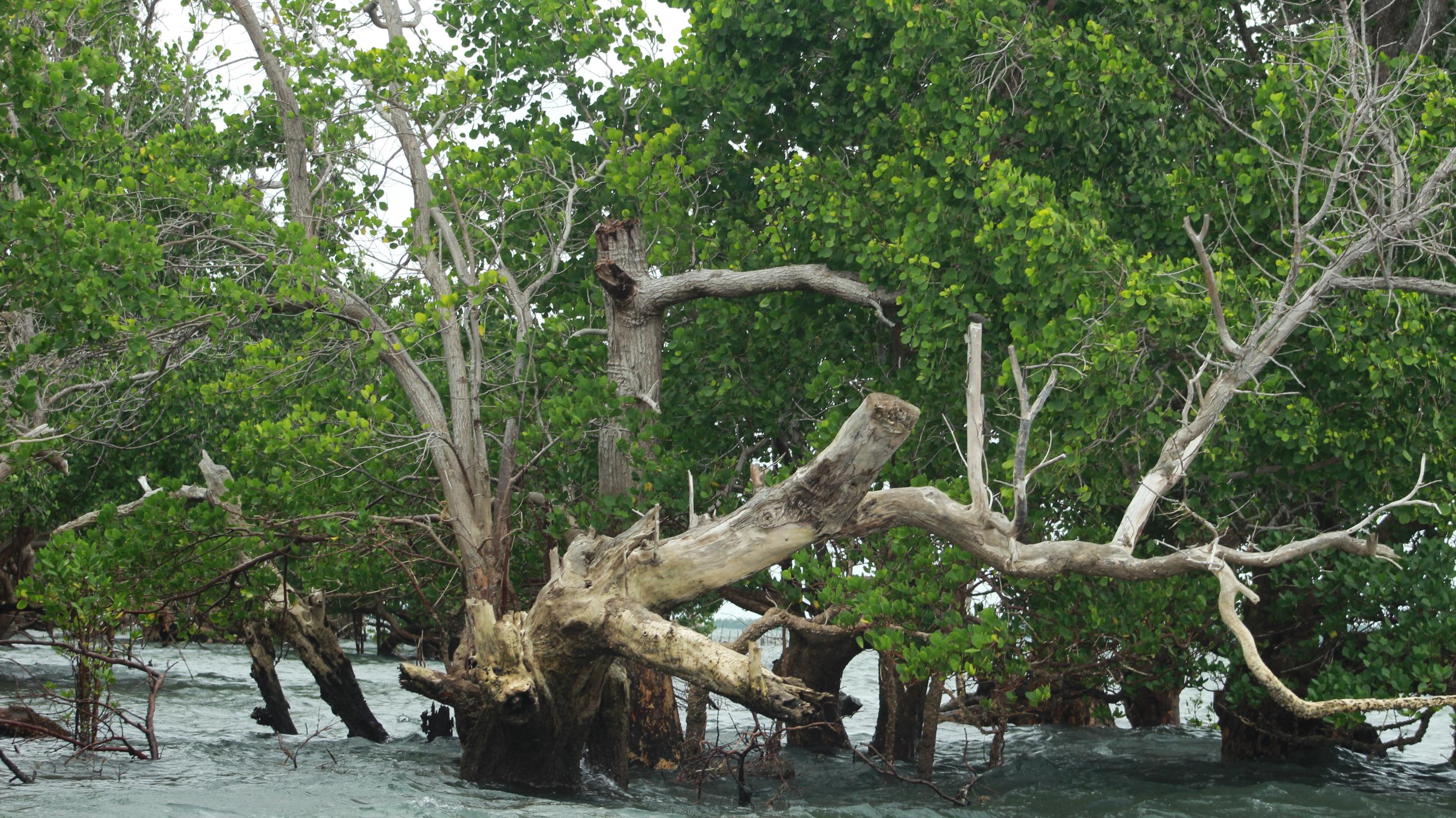 Dead mangrove trees