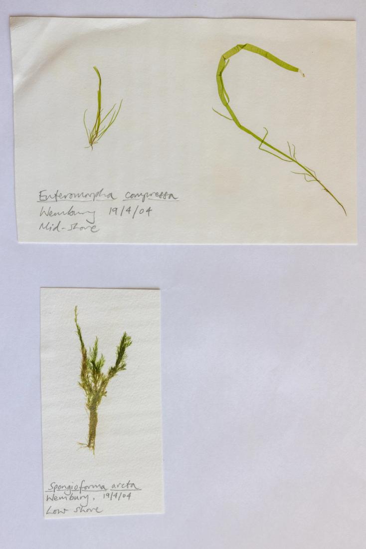 Pressed green seaweeds for herbarium
