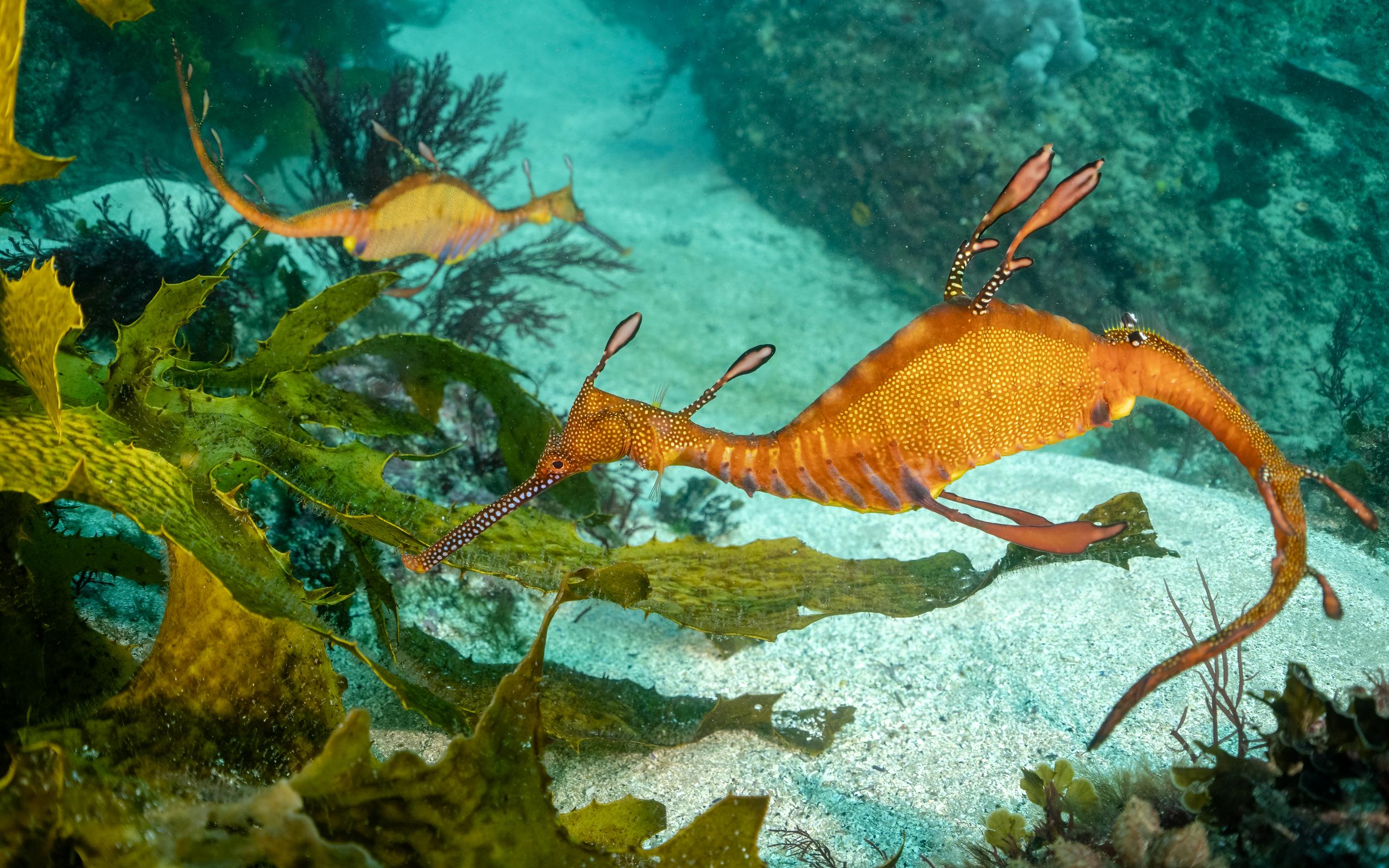 Bright orange, spotted sea-dragon among plants on the seabed